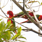 This small band of Duchess Lorikeets showed itself really well at the top of the ridge near our camp on Makira (image by Diedert Koppenol)