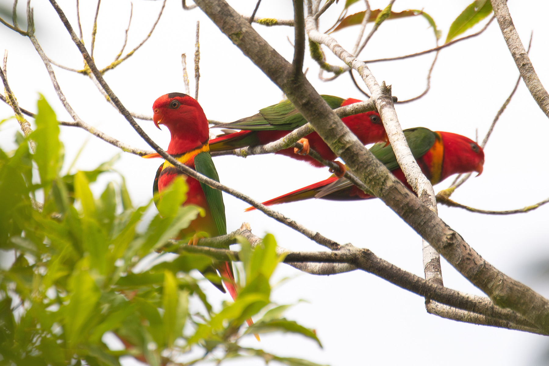 This small band of Duchess Lorikeets showed itself really well at the top of the ridge near our camp on Makira (image by Diedert Koppenol)