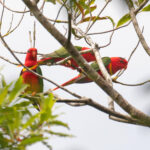 This small band of Duchess Lorikeets showed itself really well at the top of the ridge near our camp on Makira (image by Diedert Koppenol)