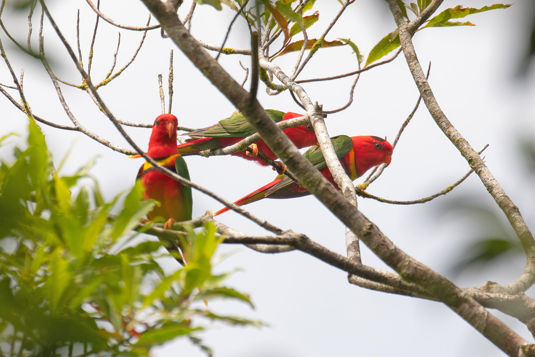 This small band of Duchess Lorikeets showed itself really well at the top of the ridge near our camp on Makira (image by Diedert Koppenol)