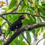 Dusky Broadbill (image by Dáni Balla)