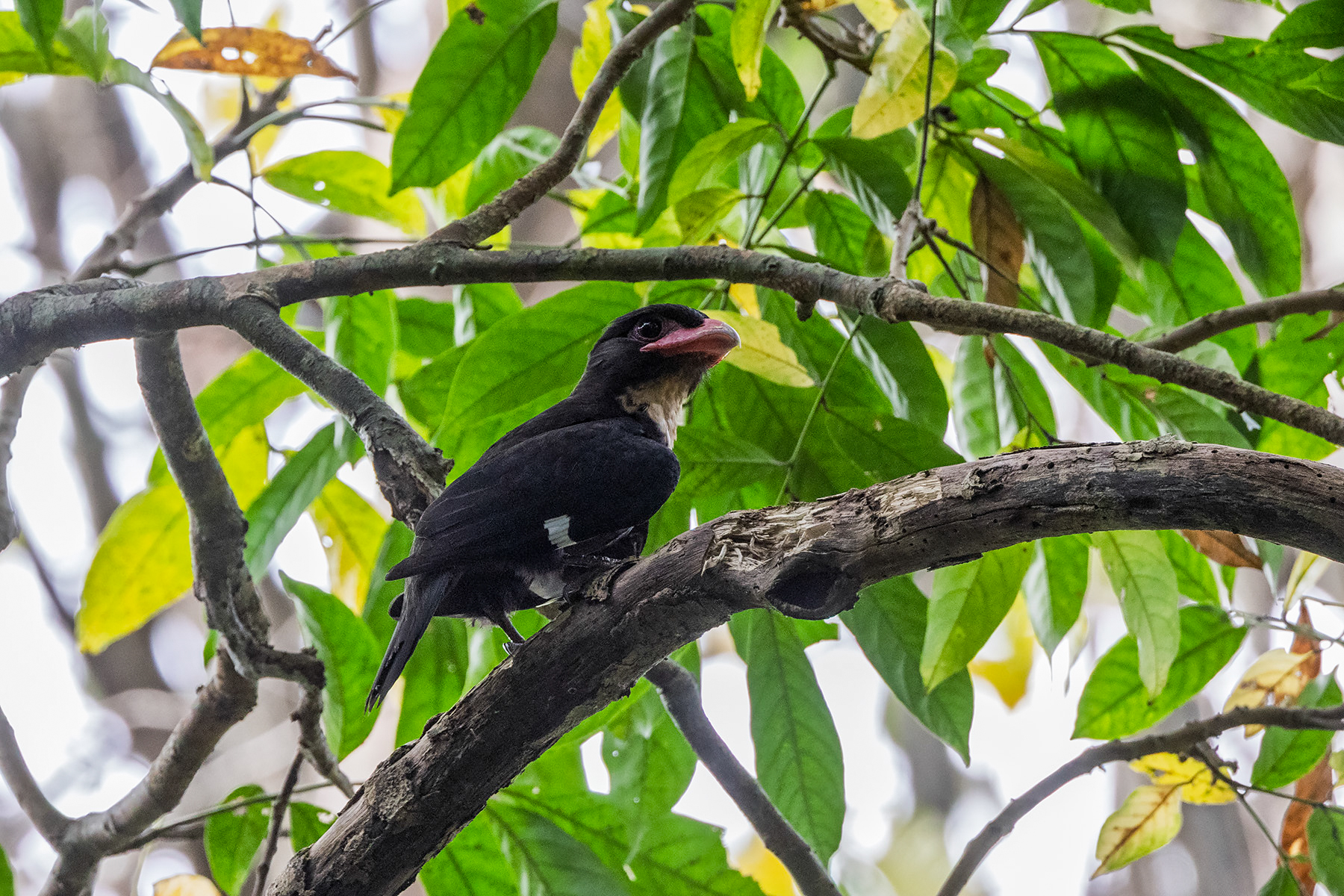 Dusky Broadbill (image by Dáni Balla)