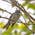 Dusky Fantail (image by Diedert Koppenol)