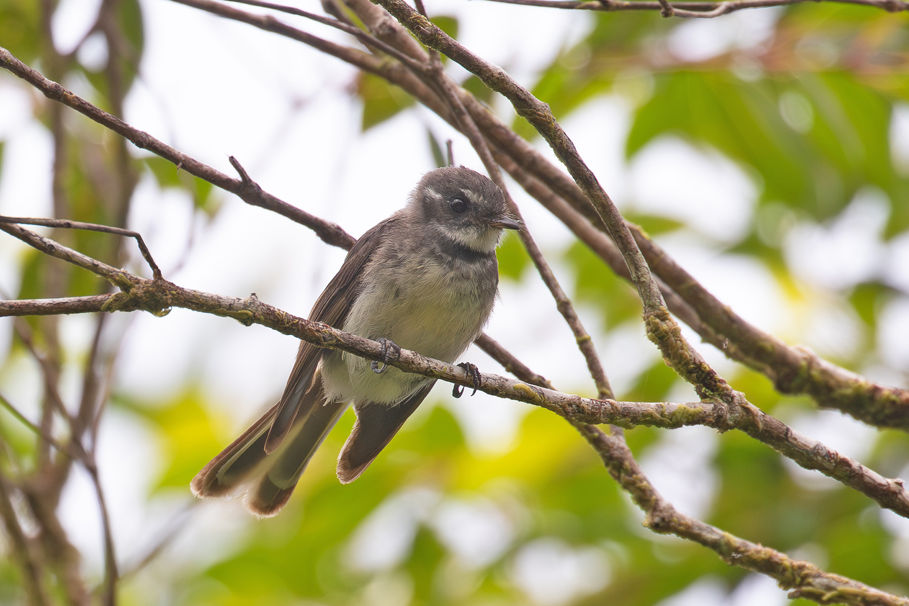 Dusky Fantail (image by Diedert Koppenol)