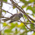 Dusky Fantail at the top of Makira (image by Diedert Koppenol)