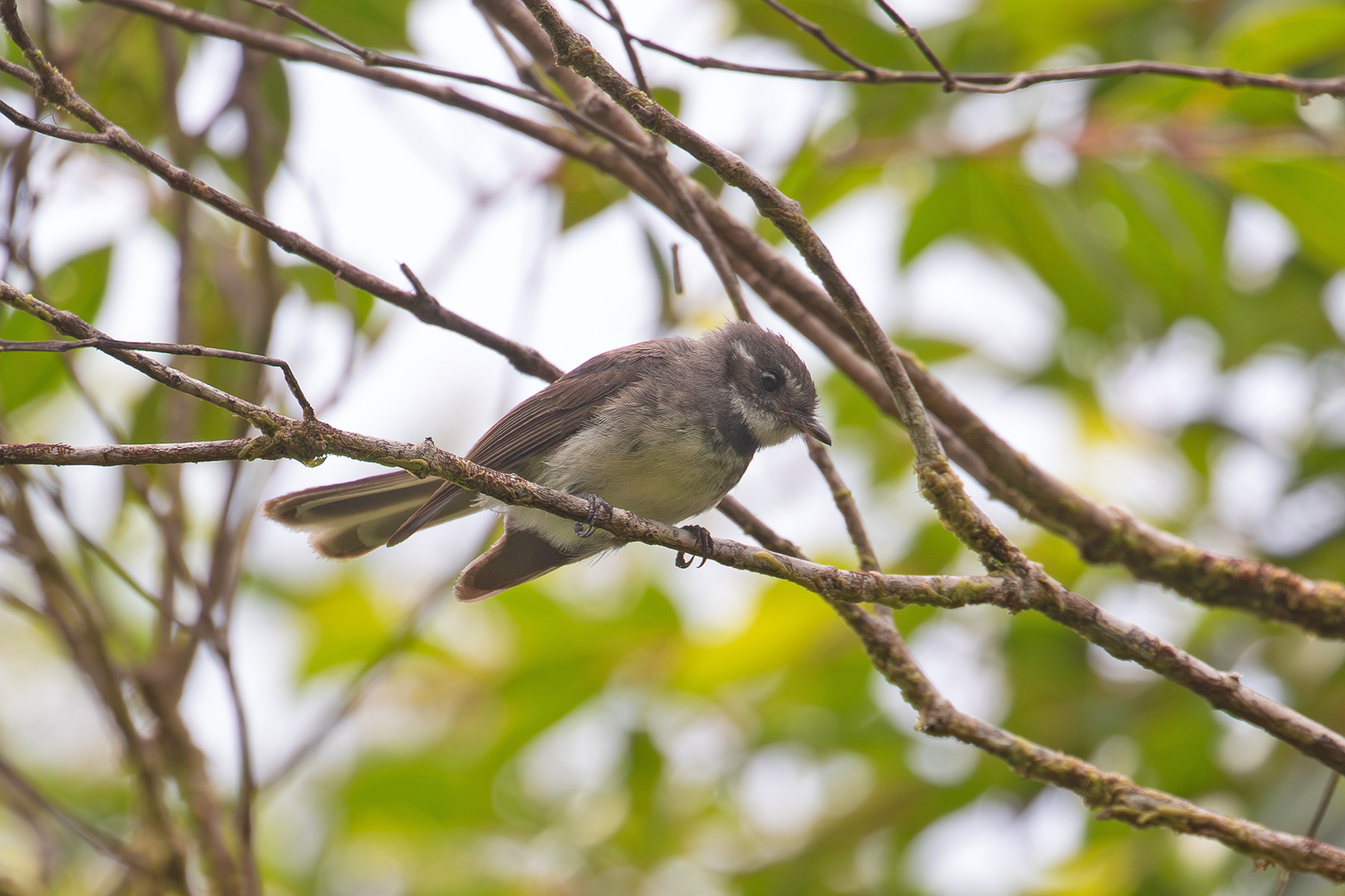 Dusky Fantail at the top of Makira (image by Diedert Koppenol)