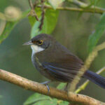 Eastern Chat-Tanager (image by Eustace Barnes)