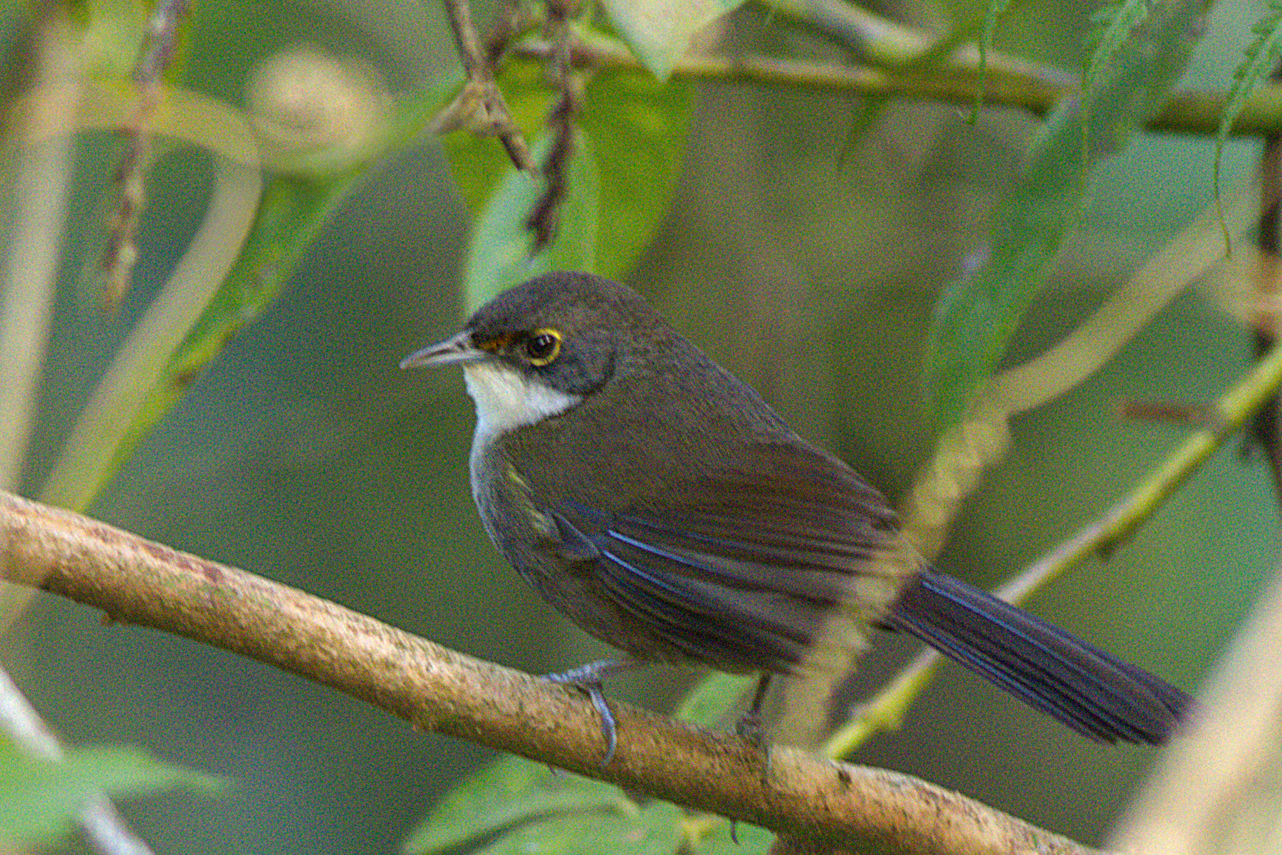 Eastern Chat-Tanager (image by Eustace Barnes)