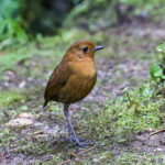 Equatorial Antpitta (image by Trevor Ellery)