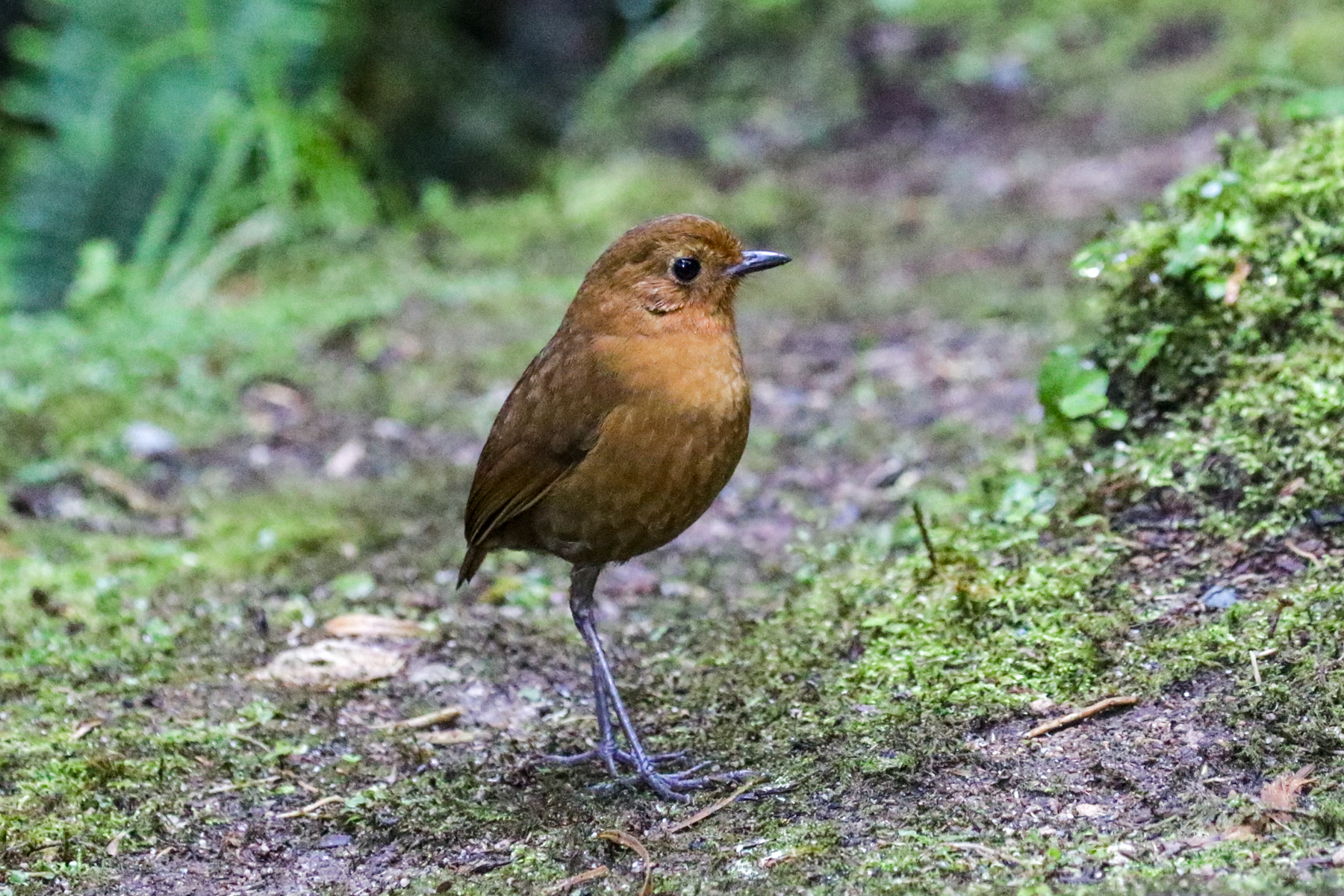 Equatorial Antpitta (image by Trevor Ellery)