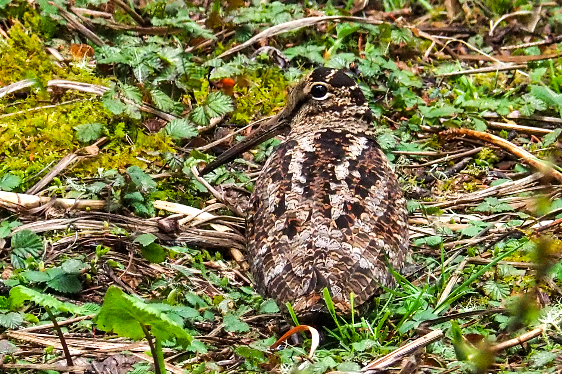 Eurasian Woodcock (image by Dave Farrow)