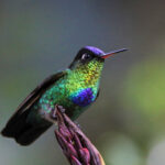 Fiery-throated Hummingbird (image by Fito Downs)