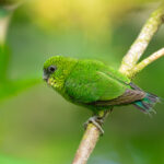 Finsch's Pygmy Parrot was present on most islands we visited, often giving great views (image by Diedert Koppenol)