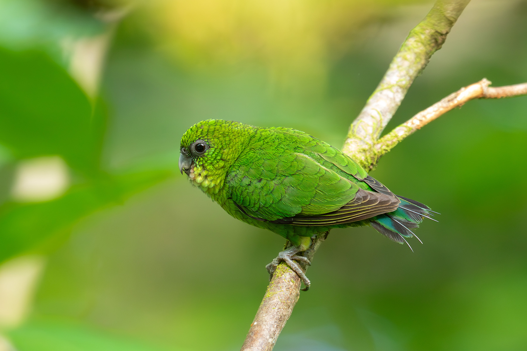 Finsch's Pygmy Parrot was present on most islands we visited, often giving great views (image by Diedert Koppenol)