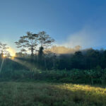 Forest edge (image by Craig Robson)