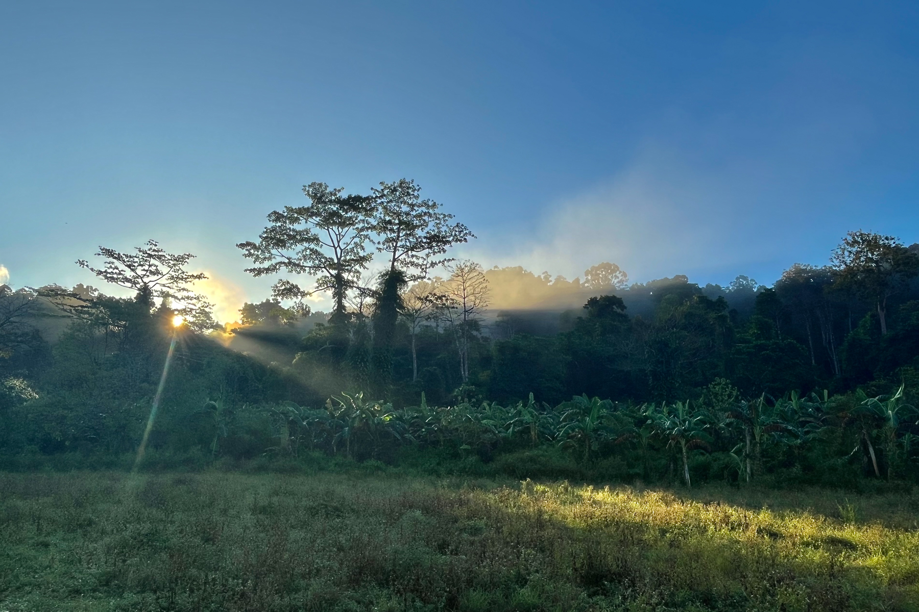 Forest edge (image by Craig Robson)