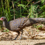 Germain's Peacock Pheasant (image by Dáni Balla)