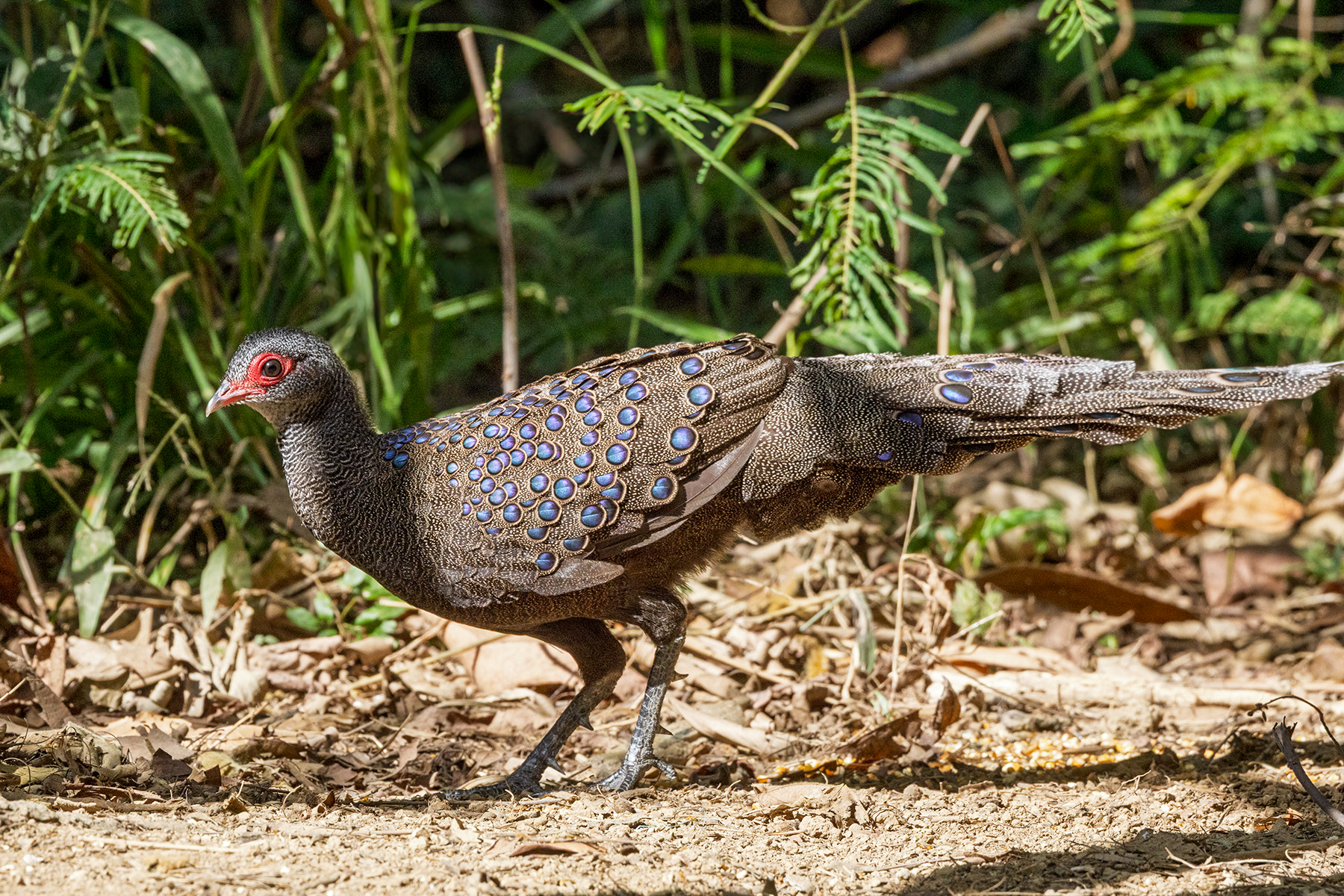 Germain's Peacock Pheasant (image by Dáni Balla)