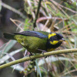 Gold-ringed Tanager (image by Trevor Ellery)