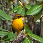 Golden Bush Robin (image by Dave Farrow)