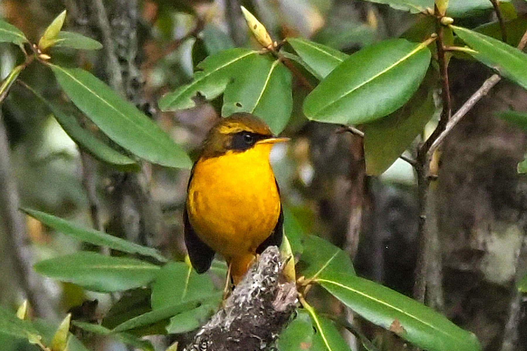 Golden Bush Robin (image by Dave Farrow)