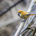 Golden Parrotbill (image by Dáni Balla)