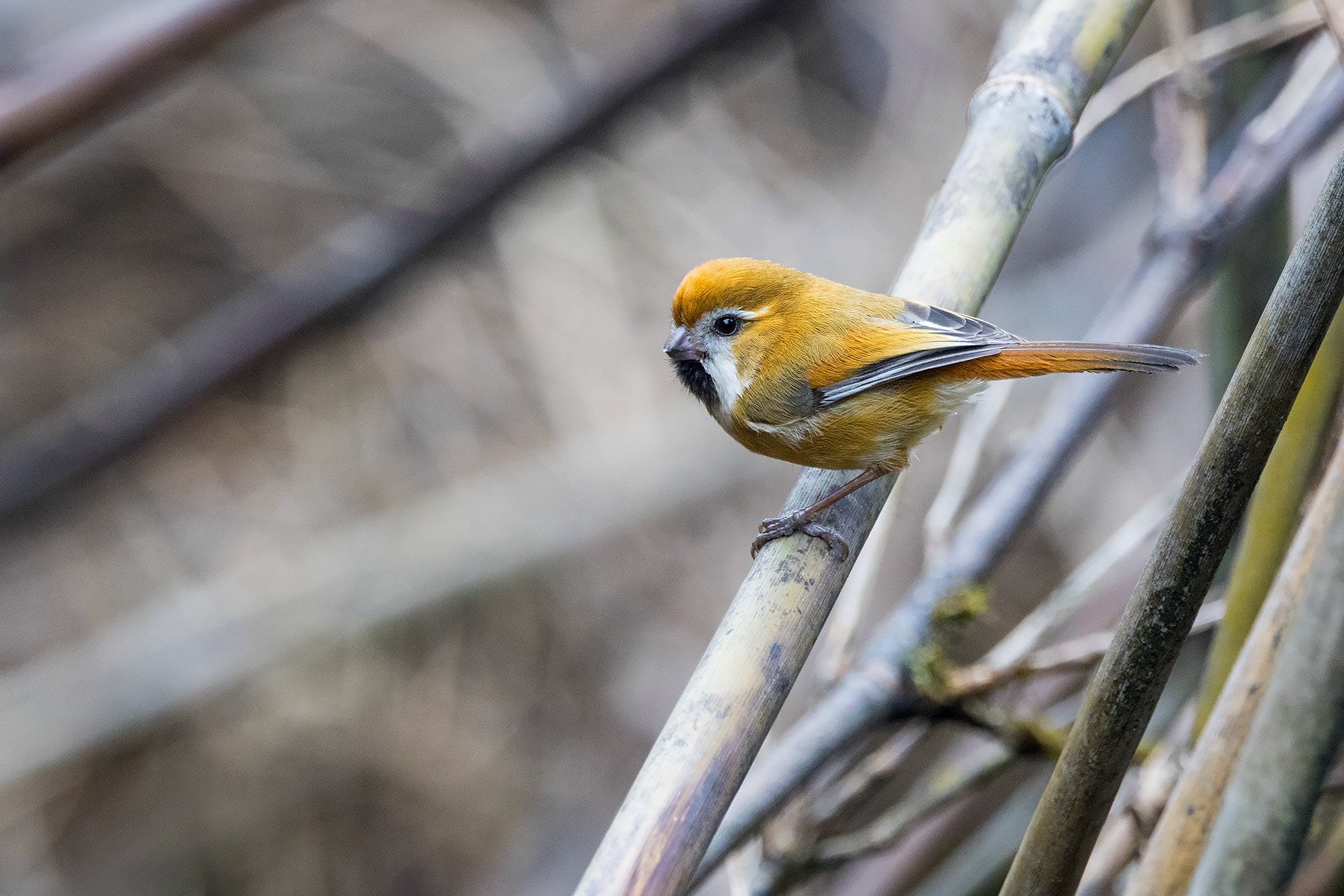 Golden Parrotbill (image by Dáni Balla)