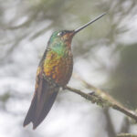 Golden-bellied Starfrontlet (image by Trevor Ellery)
