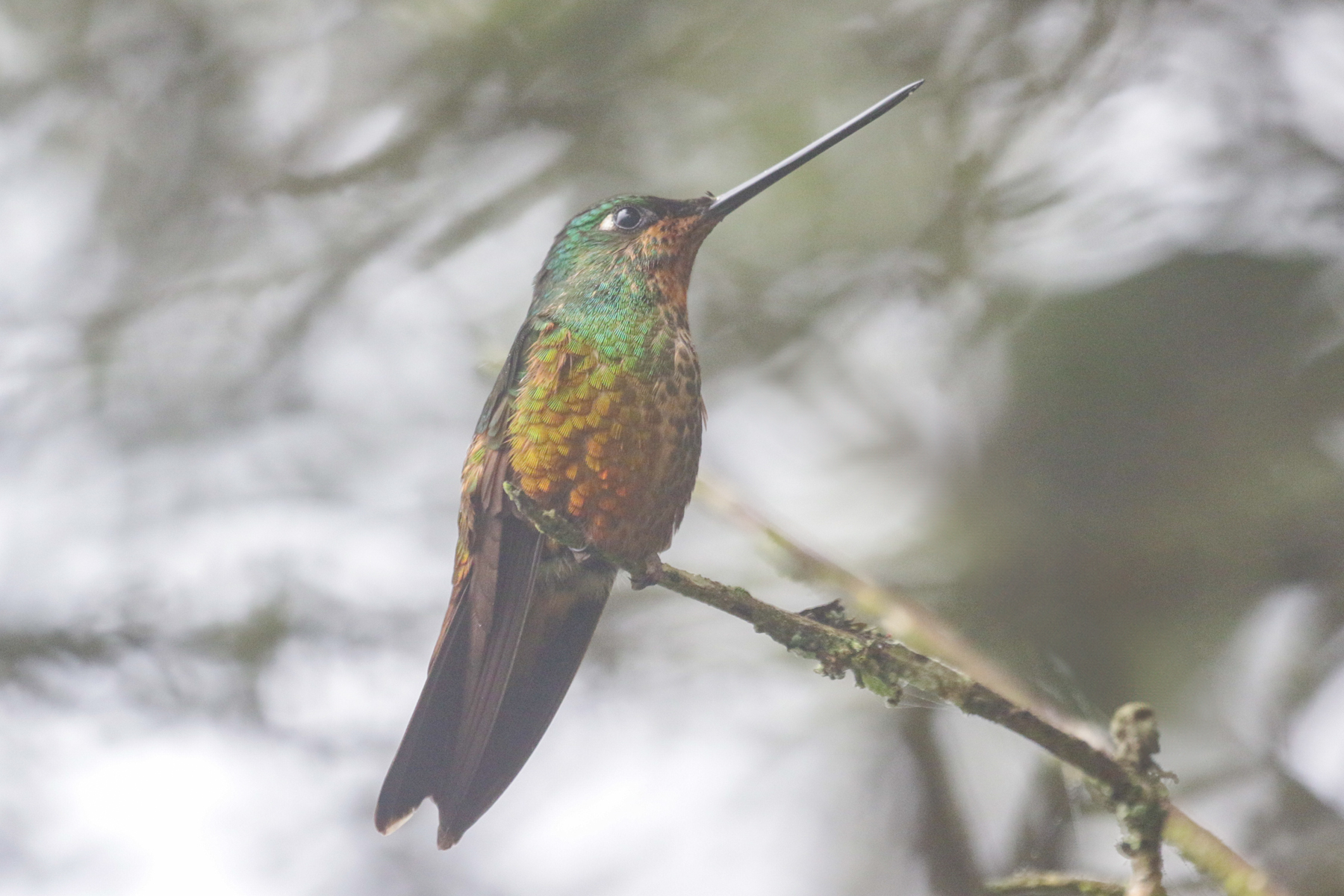 Golden-bellied Starfrontlet (image by Trevor Ellery)