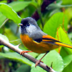 Golden-breasted Fulvetta (image by Dave Farrow)