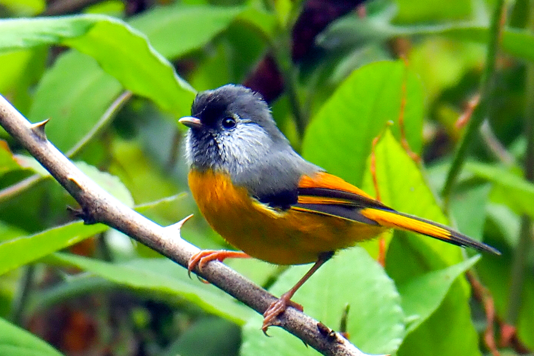 Golden-breasted Fulvetta (image by Dave Farrow)