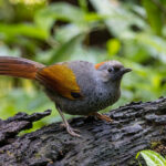 Golden-winged Laughingthrush (image by Dáni Balla)