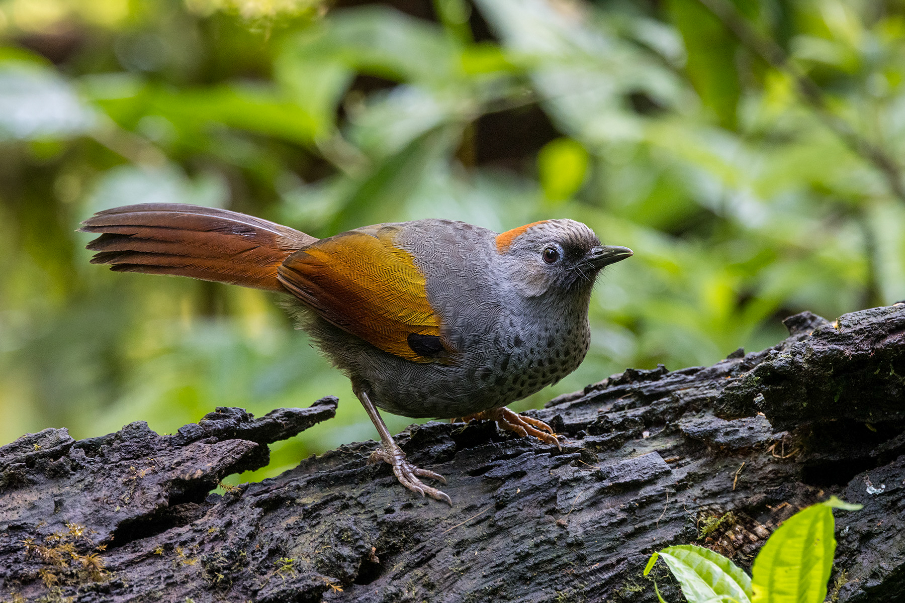 Golden-winged Laughingthrush (image by Dáni Balla)