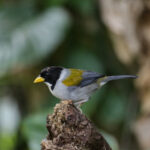 Golden-winged Sparrow (image by Trevor Ellery)