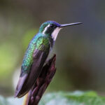 Grey-tailed Mountaingem (image by Fito Downs)
