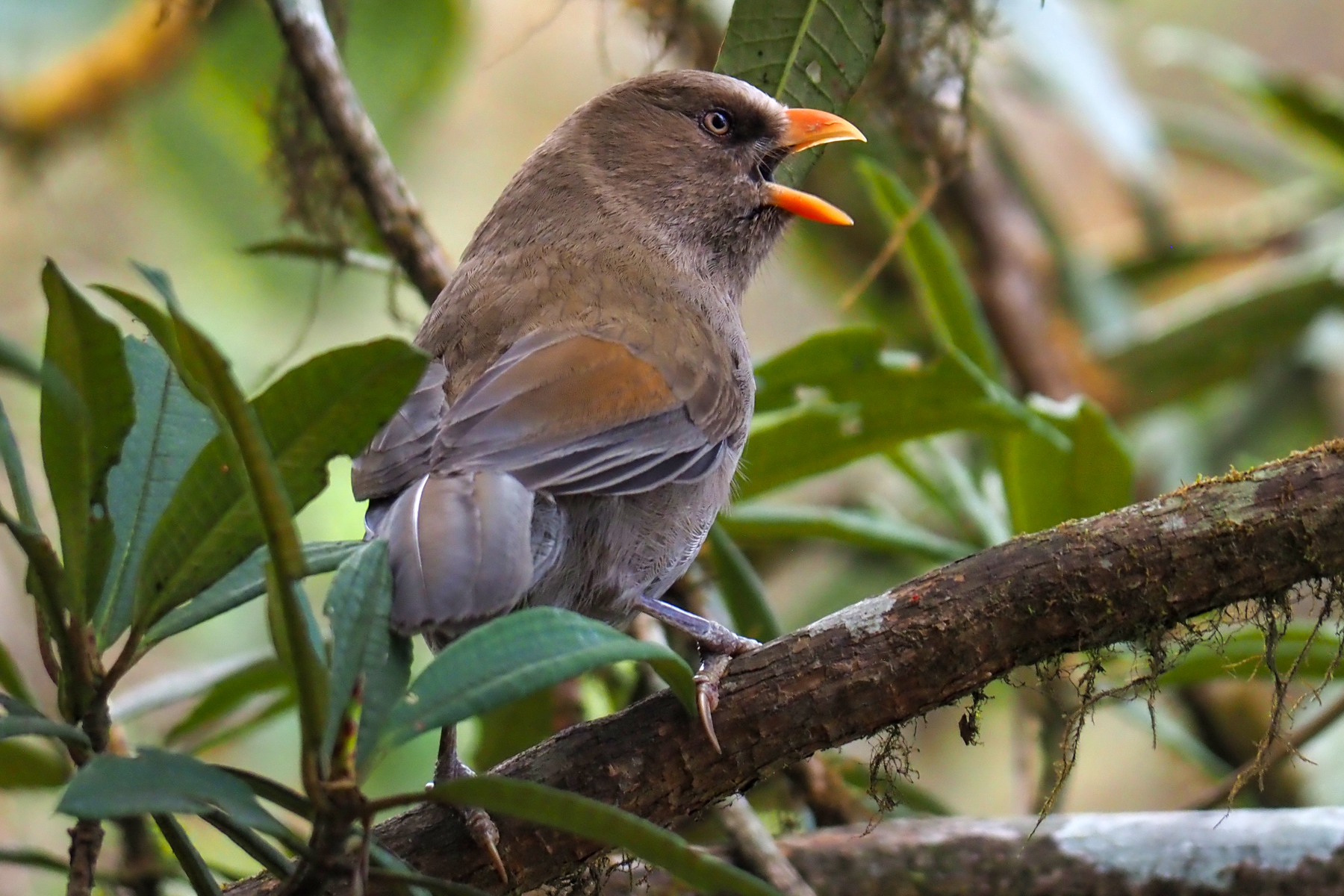 Great Parrotbill (image by Dave Farrow)