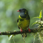 Green-and-black Fruiteater (image by Trevor Ellery)