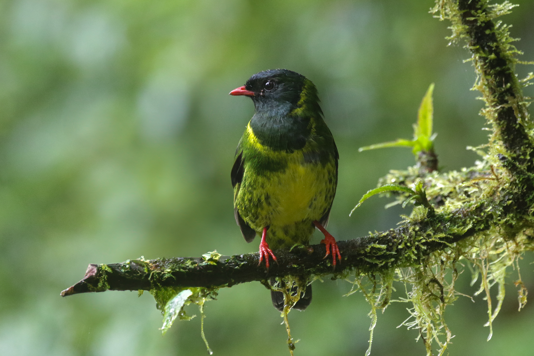 Green-and-black Fruiteater (image by Trevor Ellery)