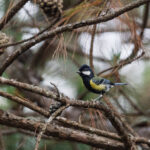 Green-backed Tit ssp. legendrei (image by Dáni Balla)