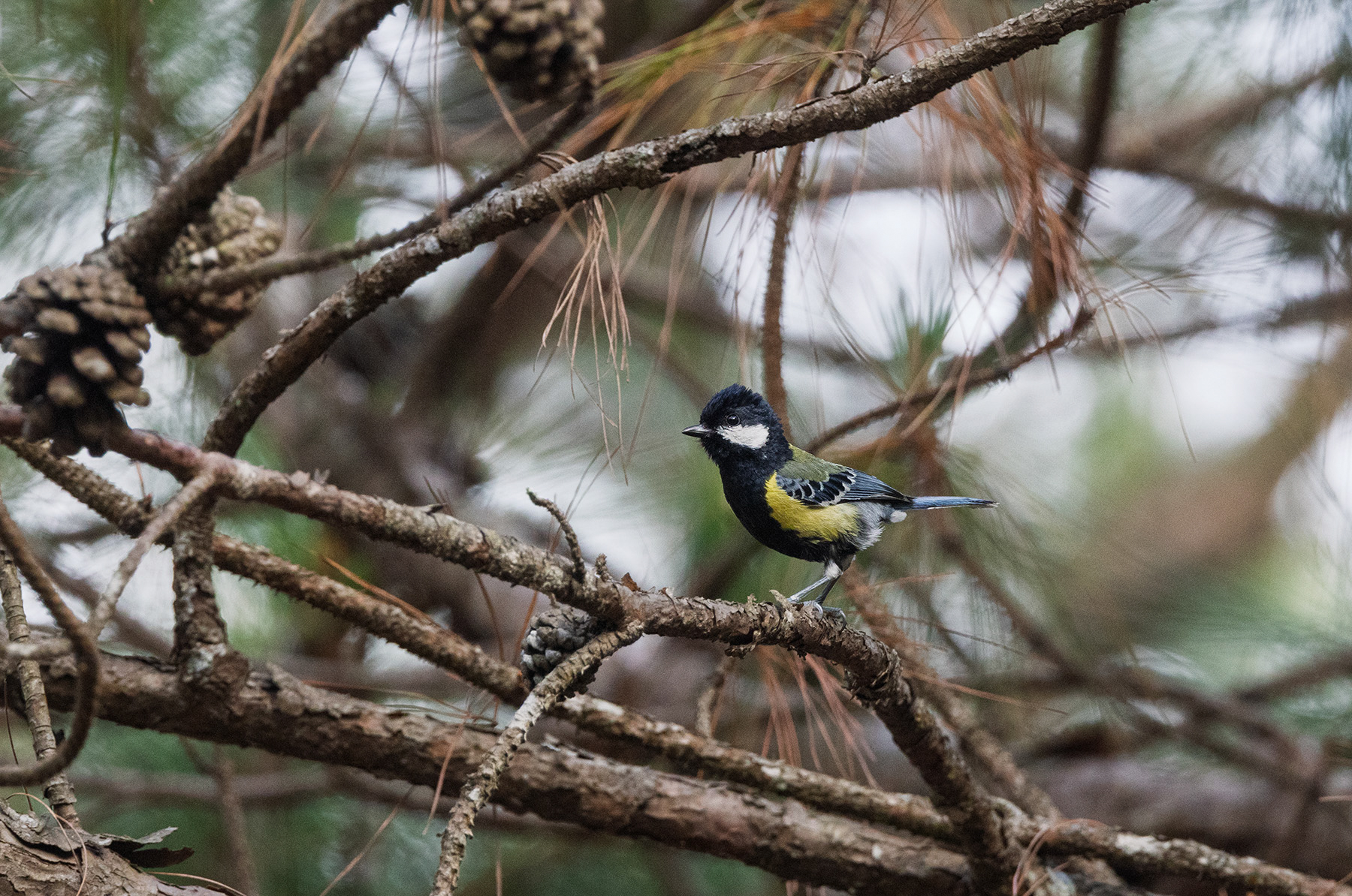 Green-backed Tit ssp. legendrei (image by Dáni Balla)