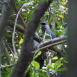 Grey Laughingthrush (image by Dáni Balla)