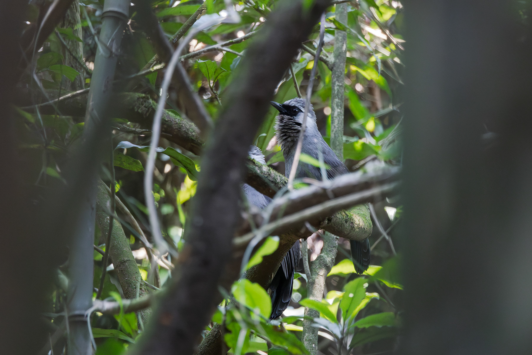 Grey Laughingthrush (image by Dáni Balla)