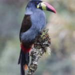 Grey-breasted Mountain Toucan (image by Trevor Ellery)