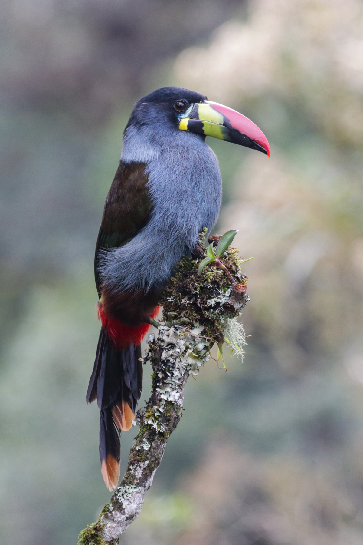 Grey-breasted Mountain Toucan (image by Trevor Ellery)