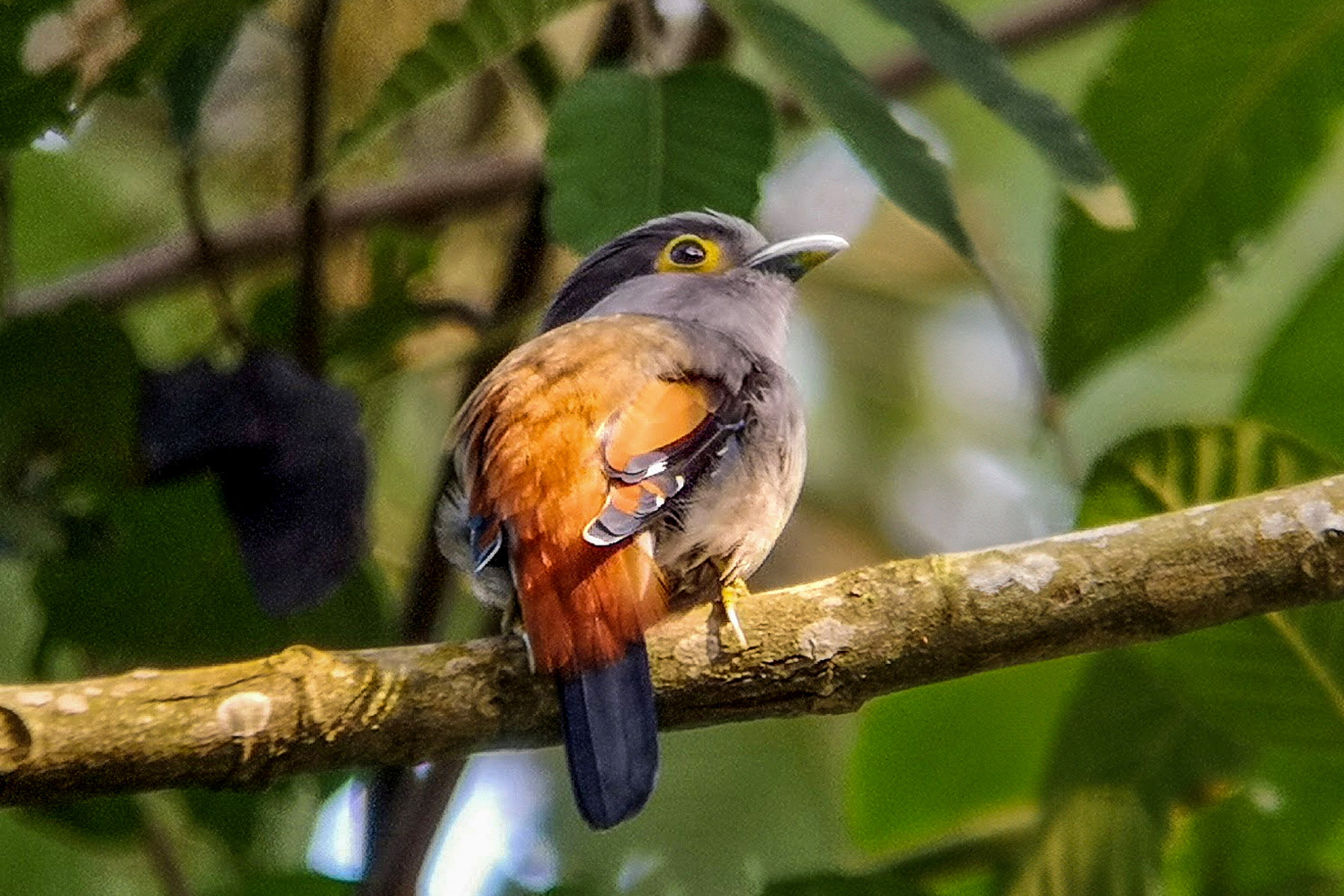 Grey-lored Broadbill (image by Dave Farrow)