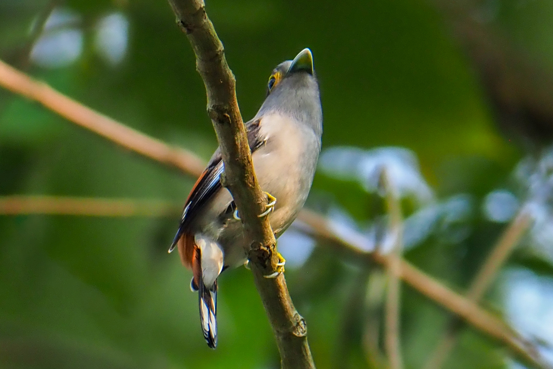 Grey-lored Broadbill (image by Dave Farrow)