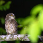 It took some persistance but we managed to get great views of this Guadalcanal Owl (image by Diedert Koppenol)