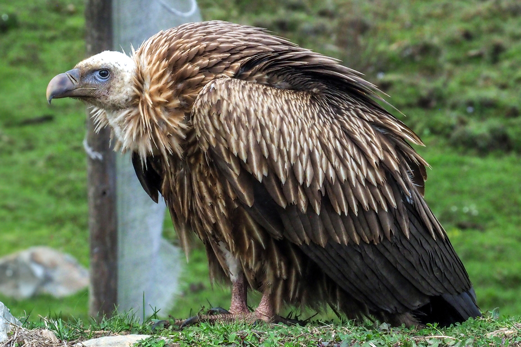 Himalayan Griffon (image by Dave Farrow)