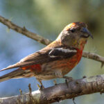 Hispaniolan Crossbill (image by Eustace Barnes)