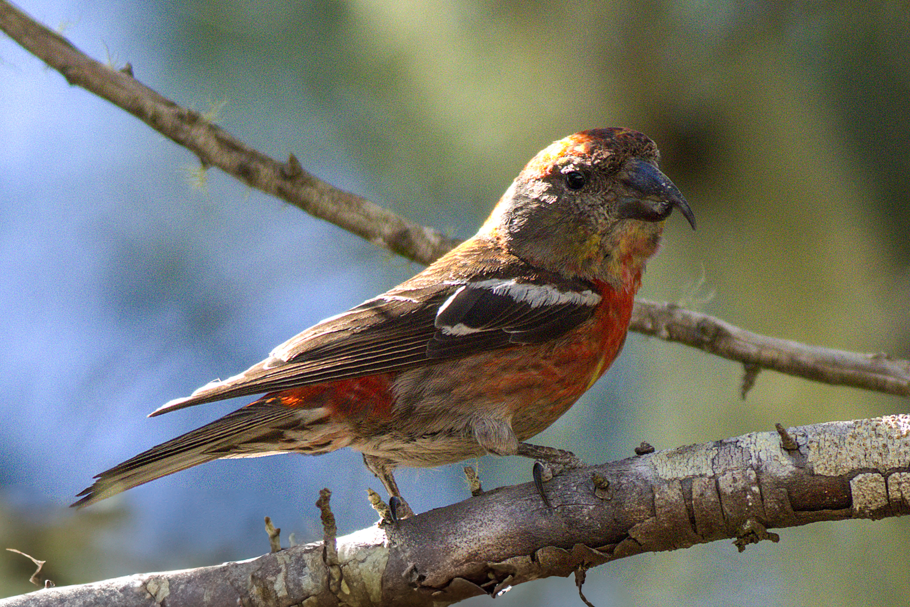 Hispaniolan Crossbill (image by Eustace Barnes)